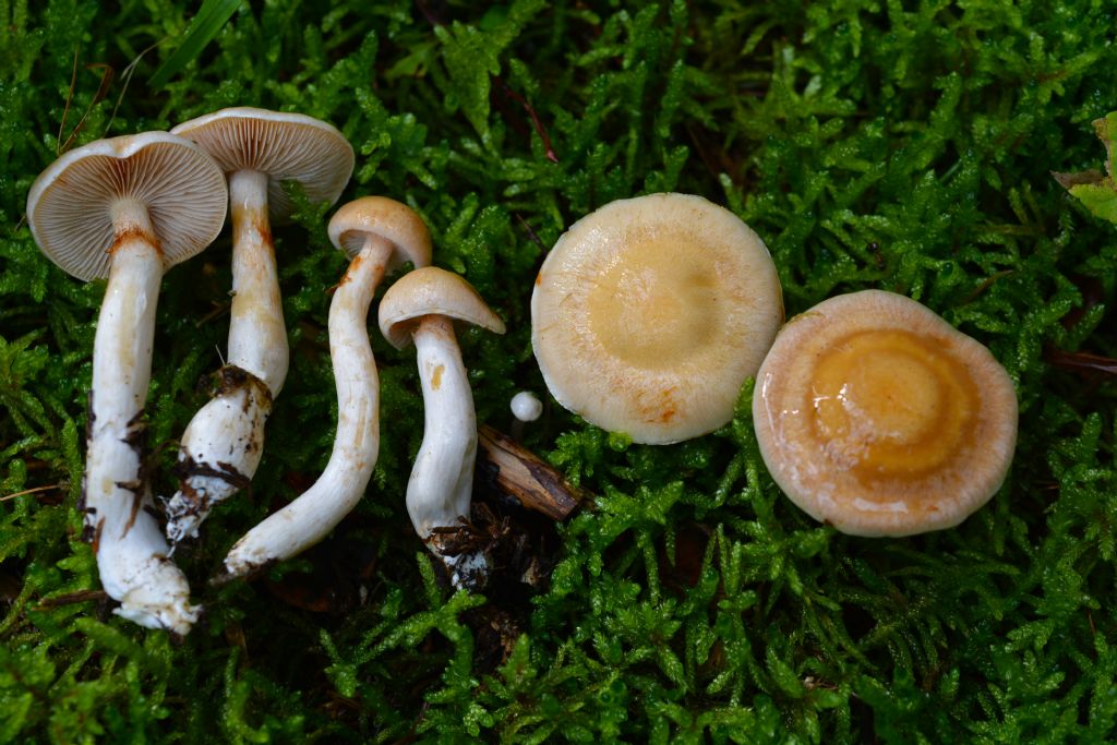 Cortinarius crystallinus Fr.